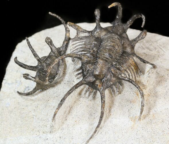 Alien Looking Ceratarges Trilobite #42254